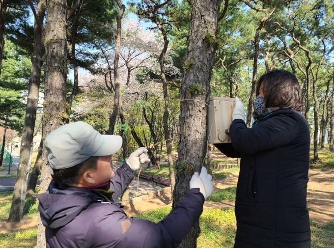 수원시 관계자들이 지난 8일 오후 권선구 올림픽공원에서 나무에 둥지(나무상자)를 설치하고 있다.