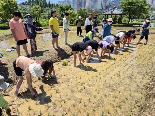시흥 어린이 농부들 전통 모내기 체험, “쌀 소중함 배워요”