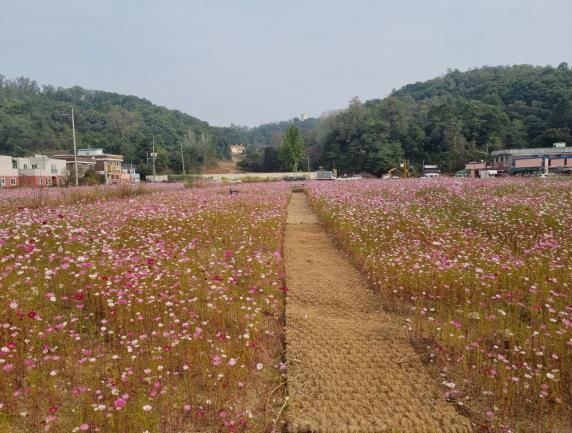 파주 조리읍, 공릉천변 등 유휴지에 코스모스 파종