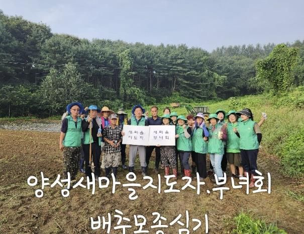 안성시 양성면 새마을지도자 ․ 부녀회 연말 김장나눔 위한 배추모종 행사
