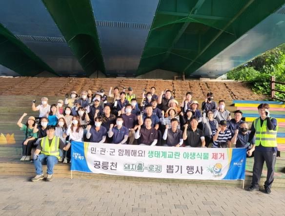 파주시, 민관 합동 공릉천 단풍잎돼지풀 등 제거 활동 구슬땀