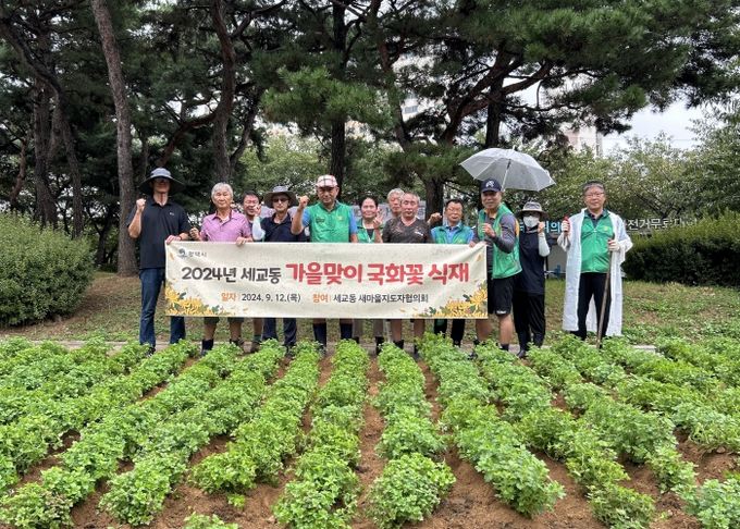 평택시 세교동, 2024년 가을맞이 국화꽃 식재