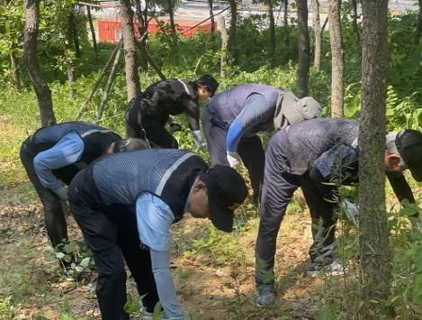 파주시 운정6동, 초롱꽃공원 생태계교란 야생식물 제거 나서
