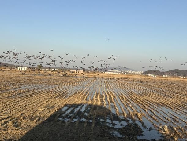 파주시, 철새 먹이주기 등 겨울철새 보전 사업 추진