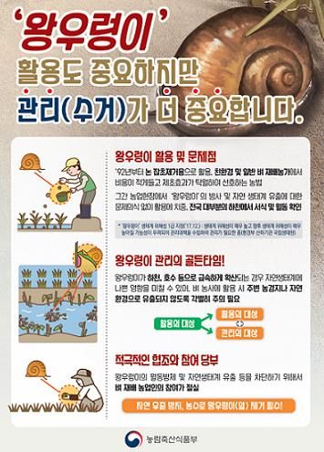 파주시, 친환경 왕우렁이농법 지원…구입비 50% 보조