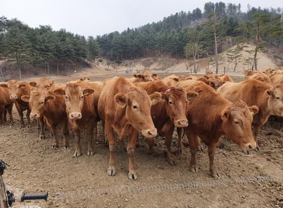 경기도, 경기한우 명품화 사업비 대폭 증액으로...한우산업 위기 돌파!