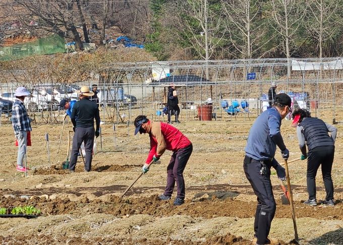 시민주말농장에서 시민들이 농작물을 가꾸고 있다.