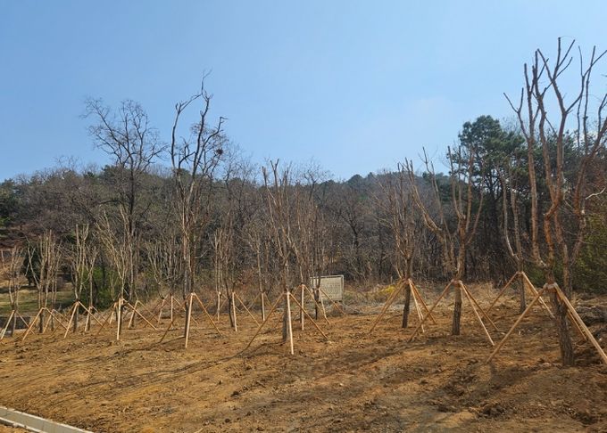 기증 수목 사업으로 탄현 근린공원에 식재된 이팝나무