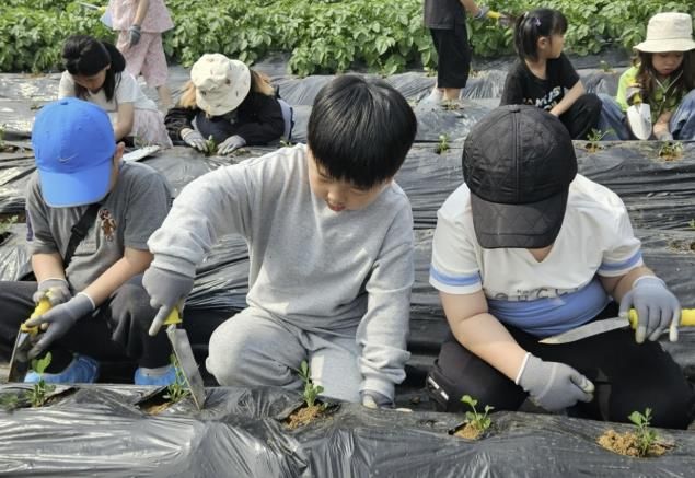 5월 28일 모종심기 체험을 하고 있는 포리초등학교 학생들