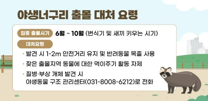잦아진 야생너구리 출몰…안양시, 대처요령 시민 홍보 나서