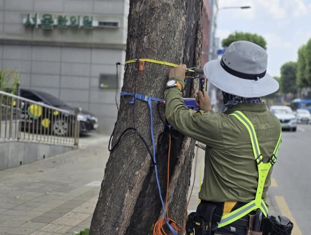 정밀안전진단 담당자가 가로수의 수간 단층을 촬영하고 있다.
