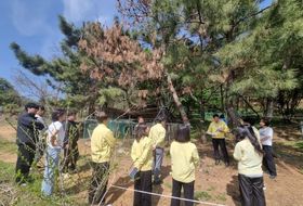 시흥시 첫 소나무재선충병 발생. 경기도 긴급방제대책회의 열고 대책 논의